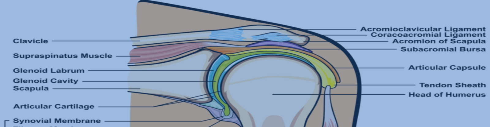 Subacromial Impingement